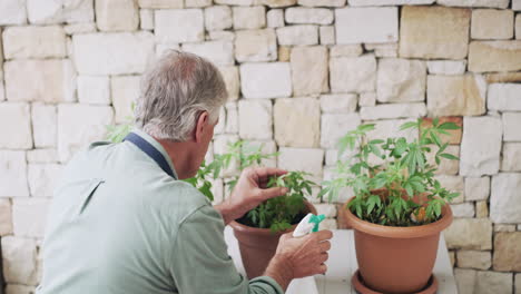 Un-Anciano-Cultivando-Marihuana-En-Casa
