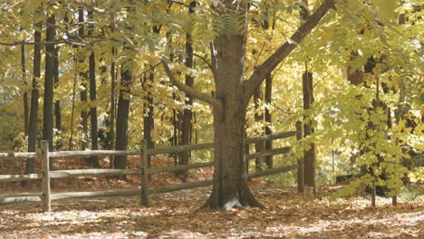 Hermoso-árbol-En-El-Patio-Trasero-De-Una-Granja-Durante-La-Temporada-De-Otoño-Con-Las-Hojas-Cambiando-De-Color-En-Gatineau,-Quebec