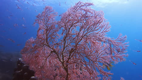 Peces-Nadando-Bajo-El-Agua-Entre-Los-Corales