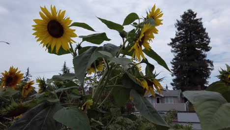 Sonnenblumen-In-Voller-Blüte-Im-örtlichen-Gemeinschaftsgarten-In-Einer-Wohngegend,-Zeitlupe