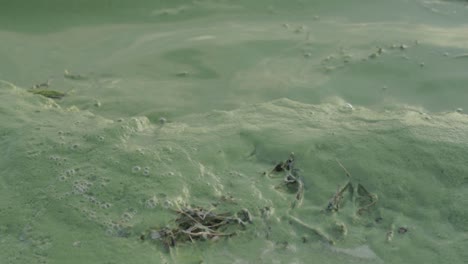 Lake-water-and-shore-turned-turquoise-by-algae-plant