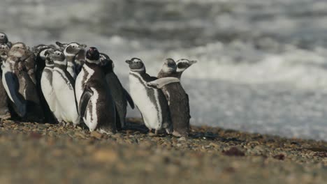 Junge-Pinguine-Drängten-Sich-An-Einem-Strand-Zusammen