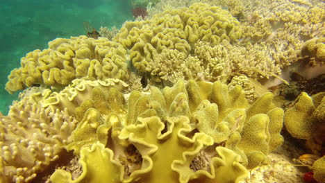 Wir-Finden-Gerade-Unseren-Weg-Durch-Die-Korallen