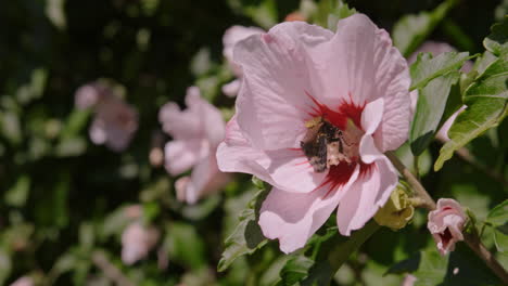 Zeitlupen-Nahaufnahme-Einer-Biene,-Die-Pollen-Auf-Einer-Hibiskusblüte-Sammelt,-4k-125fps