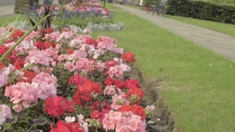 Pink-and-red-geraniums-displayed-in-town-centre-park