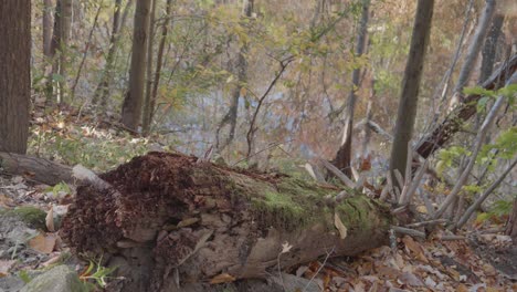 Moos-Auf-Einem-Umgestürzten-Baum-In-Der-Nähe-Des-Fließenden-Wissahickon-Creek