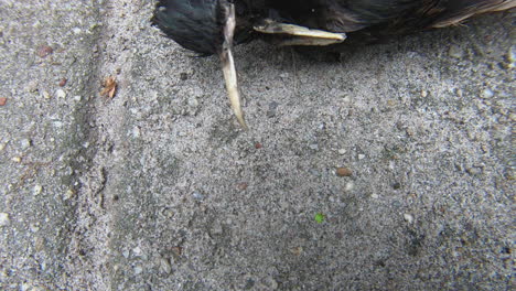dead-starling-head-close-up-pan-reveal-shot-–-short-clip-of-the-head-of-a-killed-starling