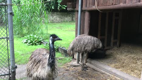 Emu-eats-while-another-walks-in-curious,-High-Park-Zoo