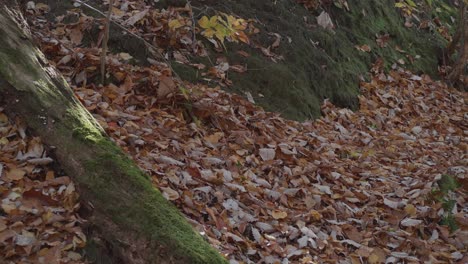 Moos-Wächst-Auf-Umgestürzten-Bäumen-Im-Herbstlaub