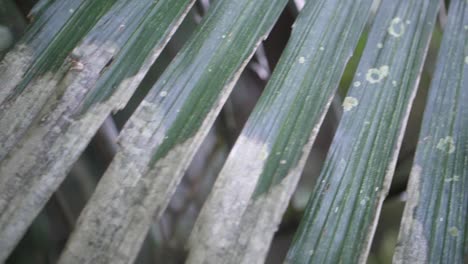 A-close-up-of-long-and-thin-leaves-from-a-tree-in-the-jungle-of-Bali