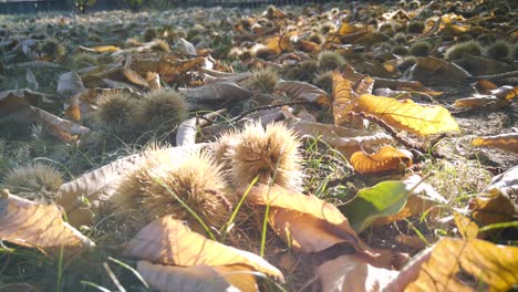 Chestnuts-on-the-ground.-Leaf-falls-down