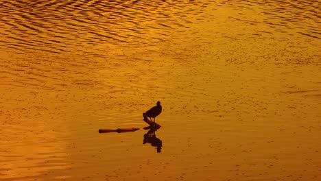 Einsamer-Vogel,-Der-Sich-Bei-Schönem-Sonnenuntergang-Im-See-Entspannt