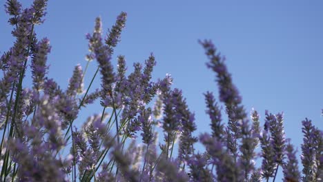 A-ground-up-view-of-bees-flying-through-sunlit-lavender-flowers-in-California