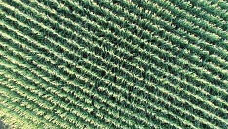 A-drone-down-shot-of-a-thousands-of-corn-plants-in-rows-filmed-in-4k-60fps