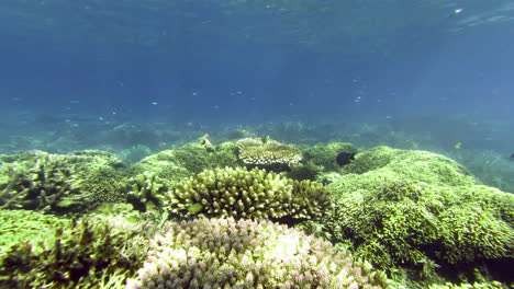 Eine-Vielzahl-Von-Fischen,-Die-Entlang-Eines-Korallenriffs-Schwimmen