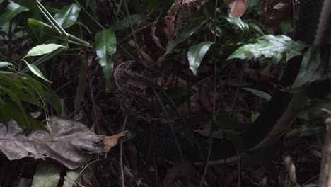 Snake-hiding-in-leafs-in-rainforest