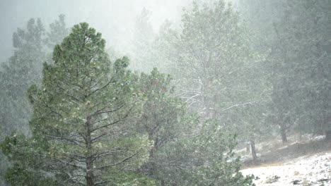 Heavy-snowfall-in-the-mountains-of-Colorado