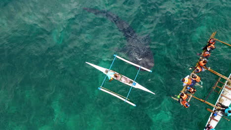 Aerial-view-of-Fisherman-feeding-a-whale-shark-while-tourists-watch-inside-the-water-in-Oslob,-Cebu,-Philippines