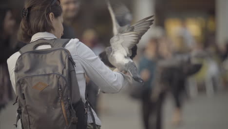 Slow-Motion-of-Pigeons-Vying-for-Space-on-Tourist’s-Arm