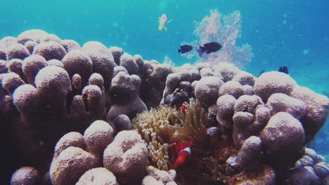 Clownfische-Schwimmen-Unter-Wasser-Zwischen-Der-Anemone