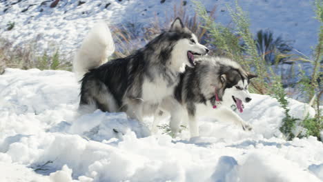 Malamutes-are-the-real-snow-angels