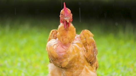 Frontal-close-up-of-chicken-in-the-rain,-beautiful-green-lawn-in-the-background,-slow-motion