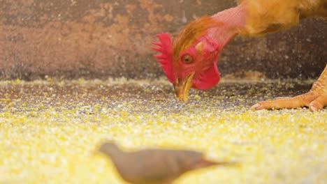 Close-up-on-chicken-eating-corn-in-slow-motion-120fps