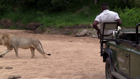Close-view-of-male-lion-walking-past-safari-vehicle-where-guide-sits-and-points