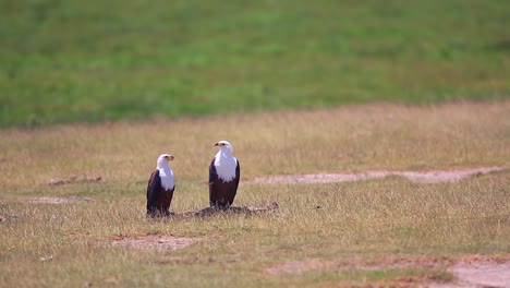 Dos-águilas-Pescadoras-Africanas-Recogen-Un-Cadáver-En-Amboseli,-Kenia