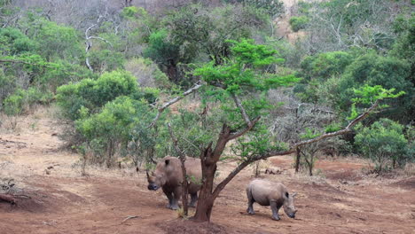 Una-Madre-Y-Su-Rinoceronte-Blanco-Juvenil-Son-Cautelosos-Con-Los-Depredadores