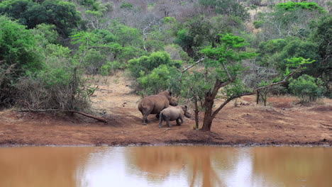 A-mother-and-her-juvenile-White-Rhinoceros-walk-beside-a-muddy-pond