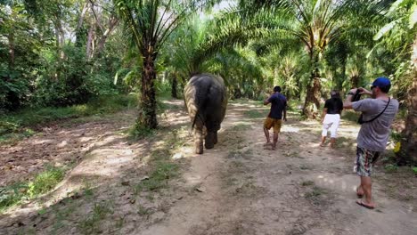 Lugareños-Y-Turistas-Caminando-Con-Un-Elefante-Joven-En-El-Hermoso-Parque-Nacional-De-Khao-Sok-En-Tailandia---Cámara-Lenta