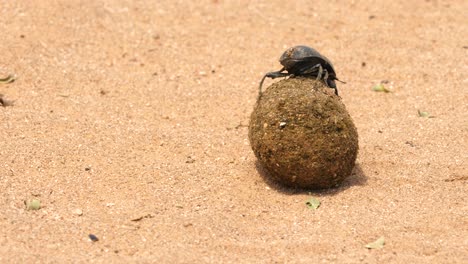Macro-shot-of-a-Flightless-Dung-Beetle-crawling-over-a-large-dung-ball,-defending-it-from-attackers-and-thieves