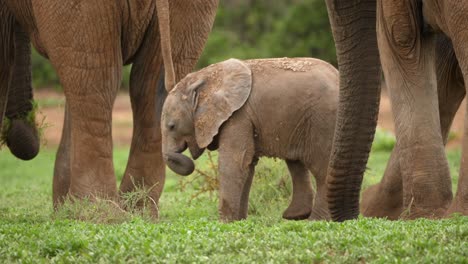 Baby-elephant-kneels-down-on-front-legs-between-adult-elephant-legs,-Addo-Elephant-National-Park