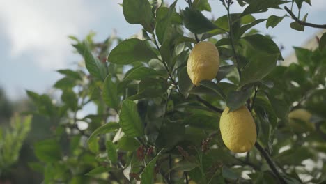 Zitronenbaum-Mit-Vielen-Zitronen