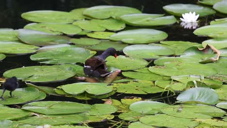 Moorhen,-Gallinula-chloropus,-moving-through-lily-pads-with-chick-following-close-by