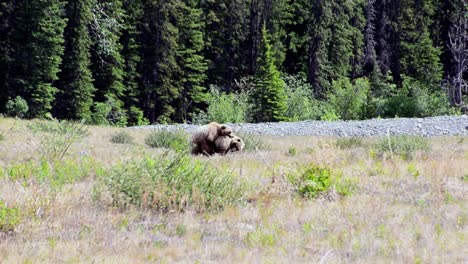Grizzly-bears-mating-in-wild-in-Kluane-National-Park,-long-shot