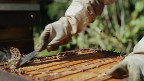 In-the-business-of-making-honey