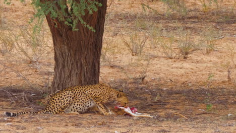 Adult-Southeast-African-Cheetah-begins-feasting-on-a-fresh-kill