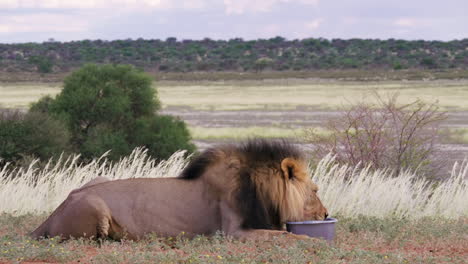 Durstiger-Erwachsener-Löwe,-Der-Aus-Einer-Wasserschale-Trinkt,-Während-Er-Auf-Einer-Wiese-Im-Kgalagadi-Transfrontier-Park,-Botswana-Liegt-–-Aufnahme-Aus-Niedriger-Höhe
