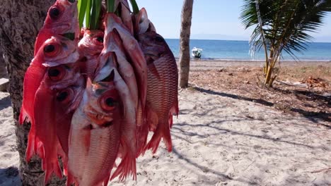 Freshly-Caught-Fish-on-a-Tropical-Island