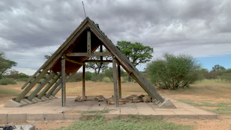 Los-Leones-Se-Apoderan-Del-Campamento-En-El-Parque-Transfronterizo-De-Kgalagadi-En-Botswana---Plano-Medio