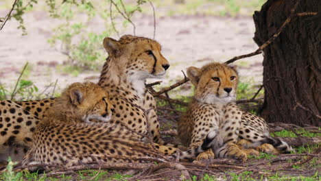 Cheetah-female-and-cubs-is-resting-and-looking-around