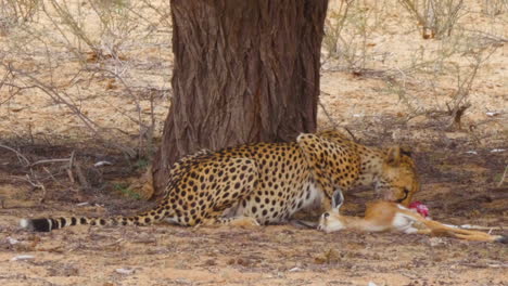 A-Hungry-African-Cheetah-Ripping-A-Fresh-Kill-Apart-Greedily-Feeding-In-Kalahari-Desert,-South-Africa---Close-Up-Shot
