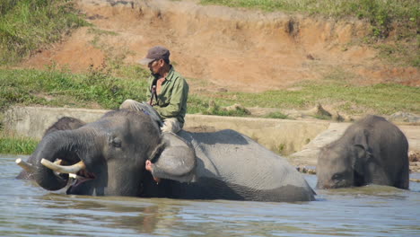 Mahout-Reitet-Während-Des-Badens-Auf-Einem-Sumatra-Elefanten,-Familie-Im-Hintergrund,-Zeitlupe