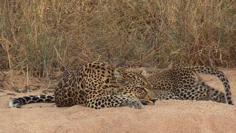 A-female-leopard-lifts-her-head-to-look-around-as-her-cubs-continue-to-nurse-from-her-teat
