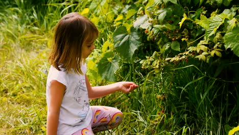 Cute-little-girl-picking-wild-raspberries-and-eating-them