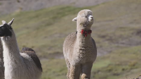 Ein-Alpaka-Und-Ein-Lama-In-Den-Peruanischen-Anden