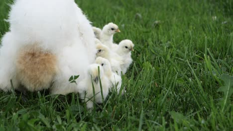 slow-motion-of-chickens-eating-grass,-silk-chicks-playing-in-the-grass