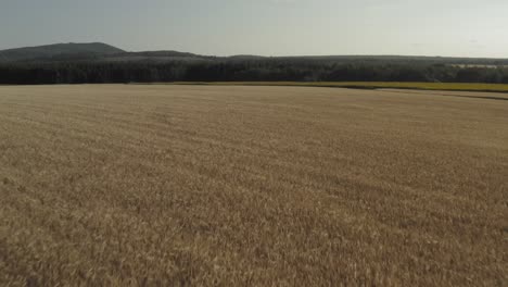 Landwirtschaftliches-Weizenfeld,-Das-Sich-über-Mehrere-Hektar-Erstreckt-Und-Im-Wind-Weht,-Luft-Nach-Vorne